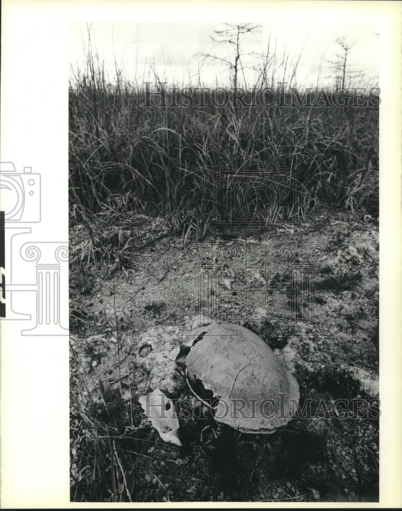 1990 Press Photo Bob dry tortoise shell in Everglades National Park, Florida - Historic Images