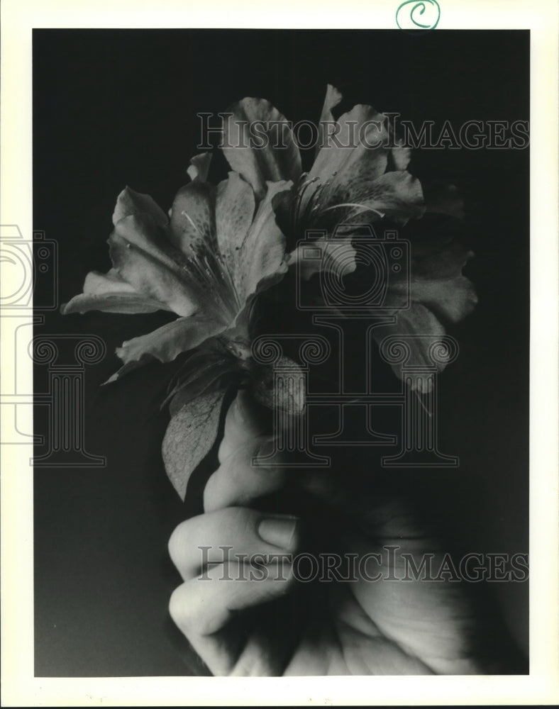 1995 Press Photo Beautiful Azalea. - nob07582 - Historic Images