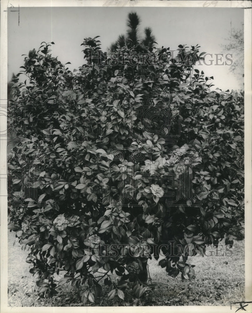 1962 Press Photo Closeup of Camellia Japonica in bloom. - nob07587 - Historic Images