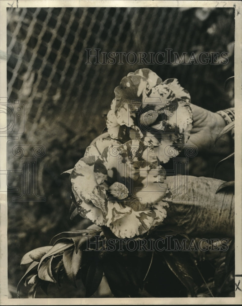 1973 Press Photo Two of the Camellias which will be on display at Camellia show. - Historic Images