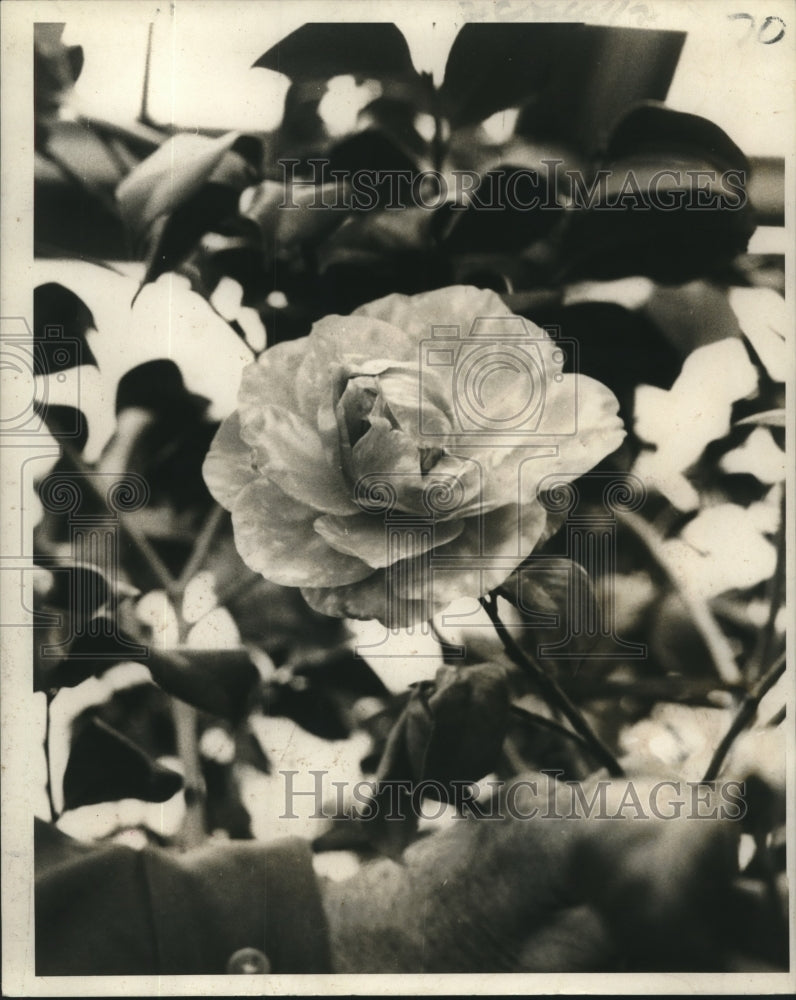 1970 Press Photo A rose in bloom called &quot;Carter&#39;s Sunburst.&quot; - nob07592 - Historic Images