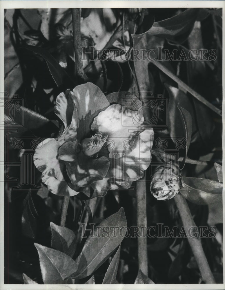 1964 Press Photo The Ville de Nantes, red &amp; white blooming Camellia. - nob07599 - Historic Images