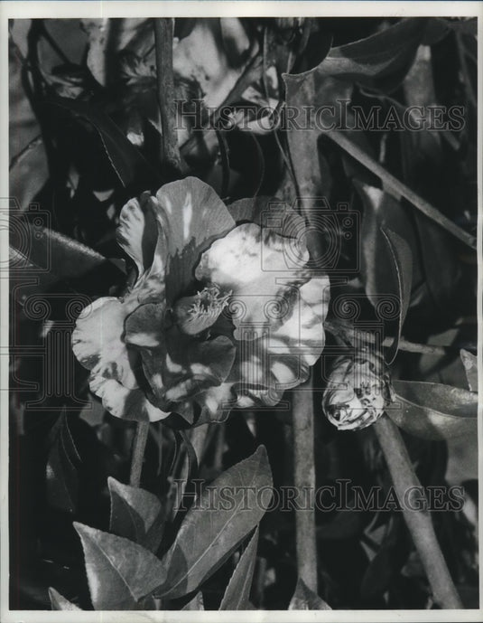 1964 Press Photo The Ville de Nantes, red & white blooming Camellia. - nob07599 - Historic Images