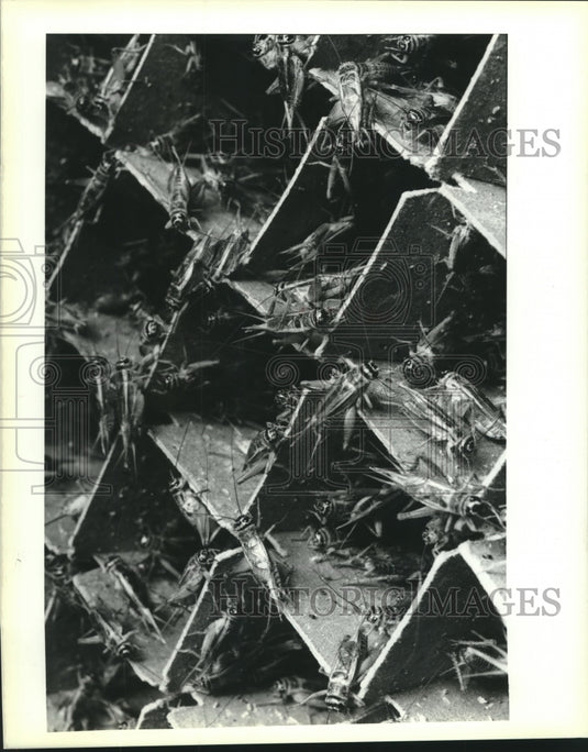 1989 Press Photo Crickets at the Fluker's Cricket Farm - Historic Images