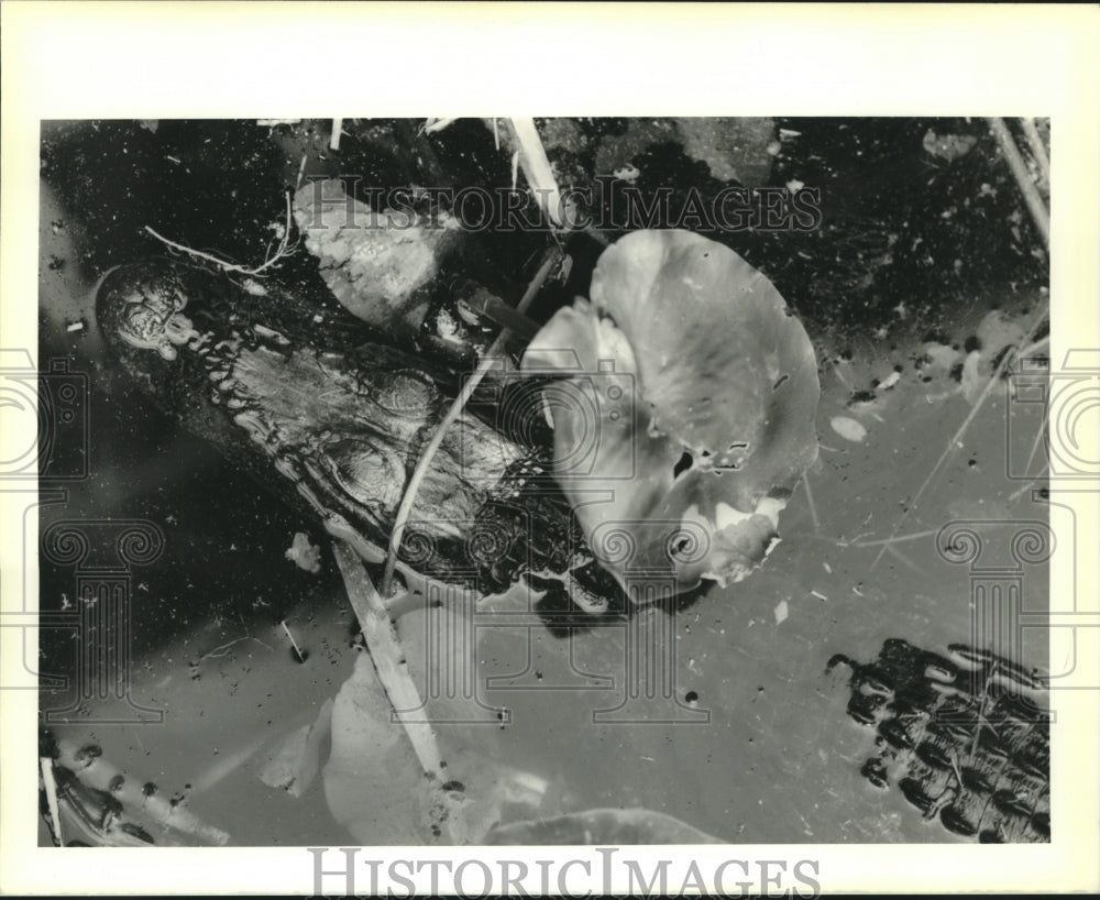 1990 Press Photo Alligator rests in shallow water of the Everglades - nob08044 - Historic Images