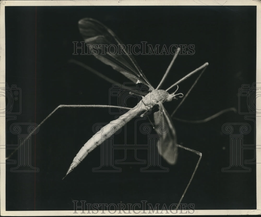 1953 A closeup look at the Crane-fly- Dragonfly - Historic Images