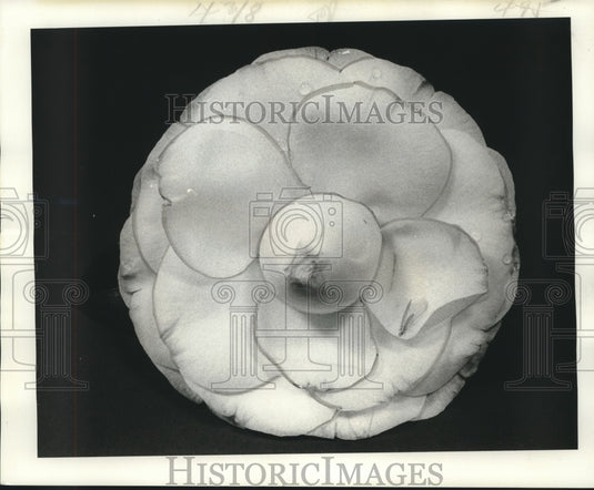 1976 Press Photo White camellia with pink tipped center & edges of petals. - Historic Images