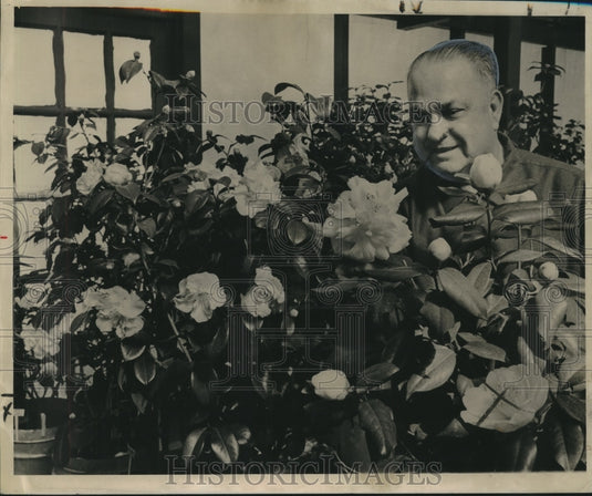 1964 Press Photo Rare varies of Camellias grown by Emile Doll - nob08195 - Historic Images