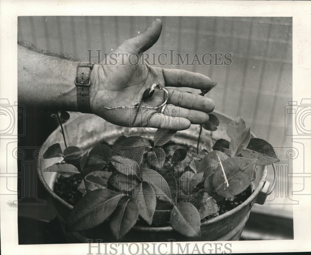 1965 Camellia seedling being planted in a galvanized tub - Historic Images