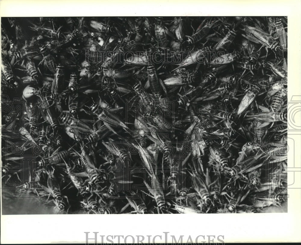 1989 Press Photo Crickets climb en masse at Fluker&#39;s Cricket Farm in Port Allen - Historic Images