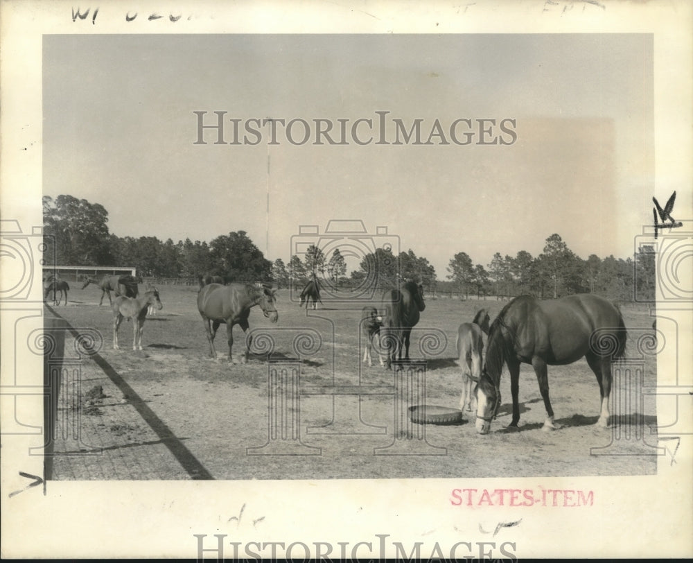 1972 Press Photo Thoroughbred country, north of St Tammany Parish- Folsom - Historic Images