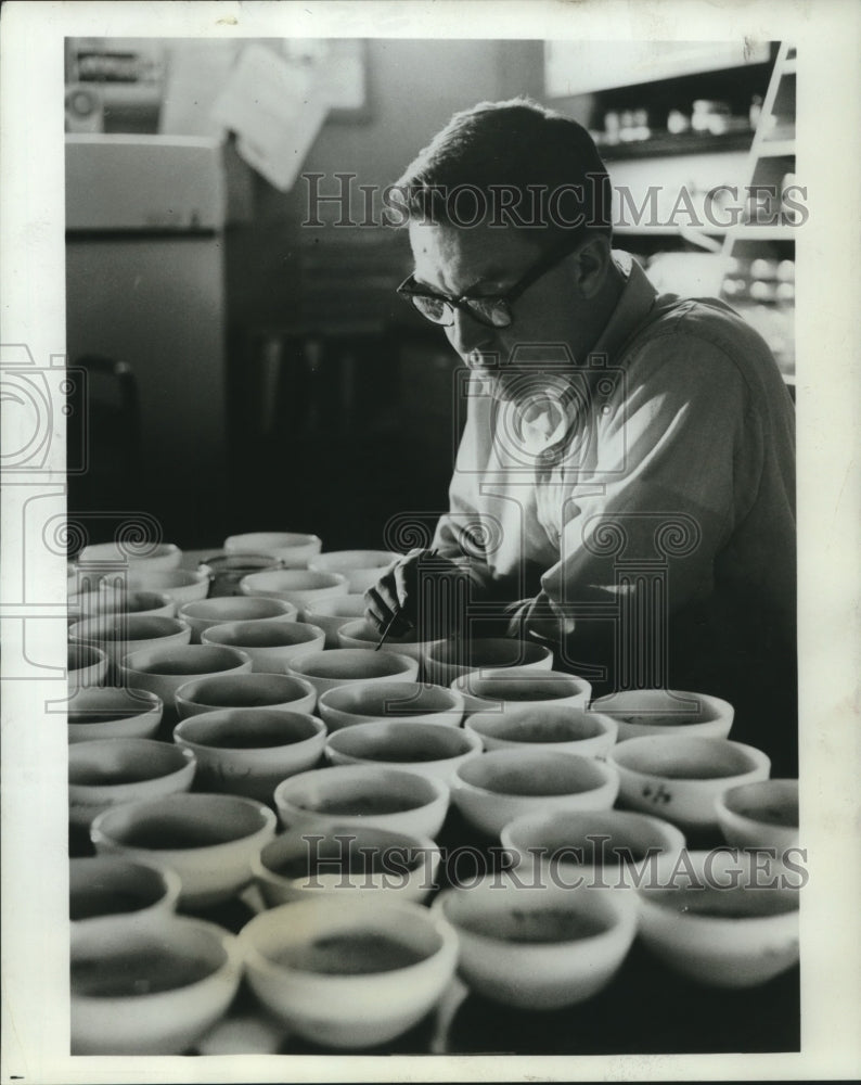 1966 Press Photo Dr. James V. M&#39;Connell works with specimens - nob08643 - Historic Images