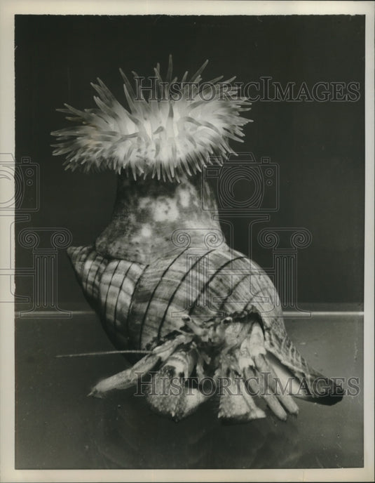 Press Photo Crab made a seashell into his home - Historic Images