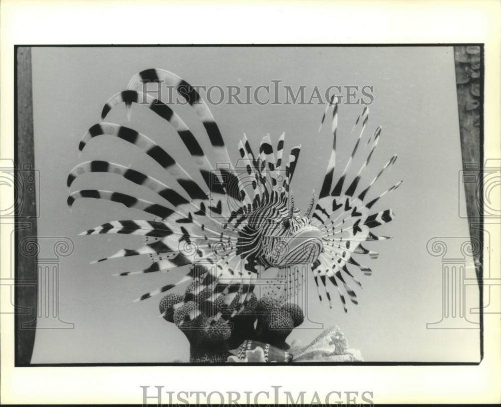1969 Press Photo A striking pose of a fish. - nob09243 - Historic
