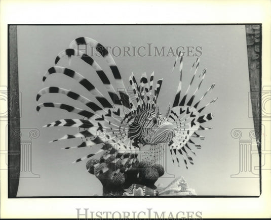 1969 Press Photo A striking pose of a fish. - nob09243 - Historic Images
