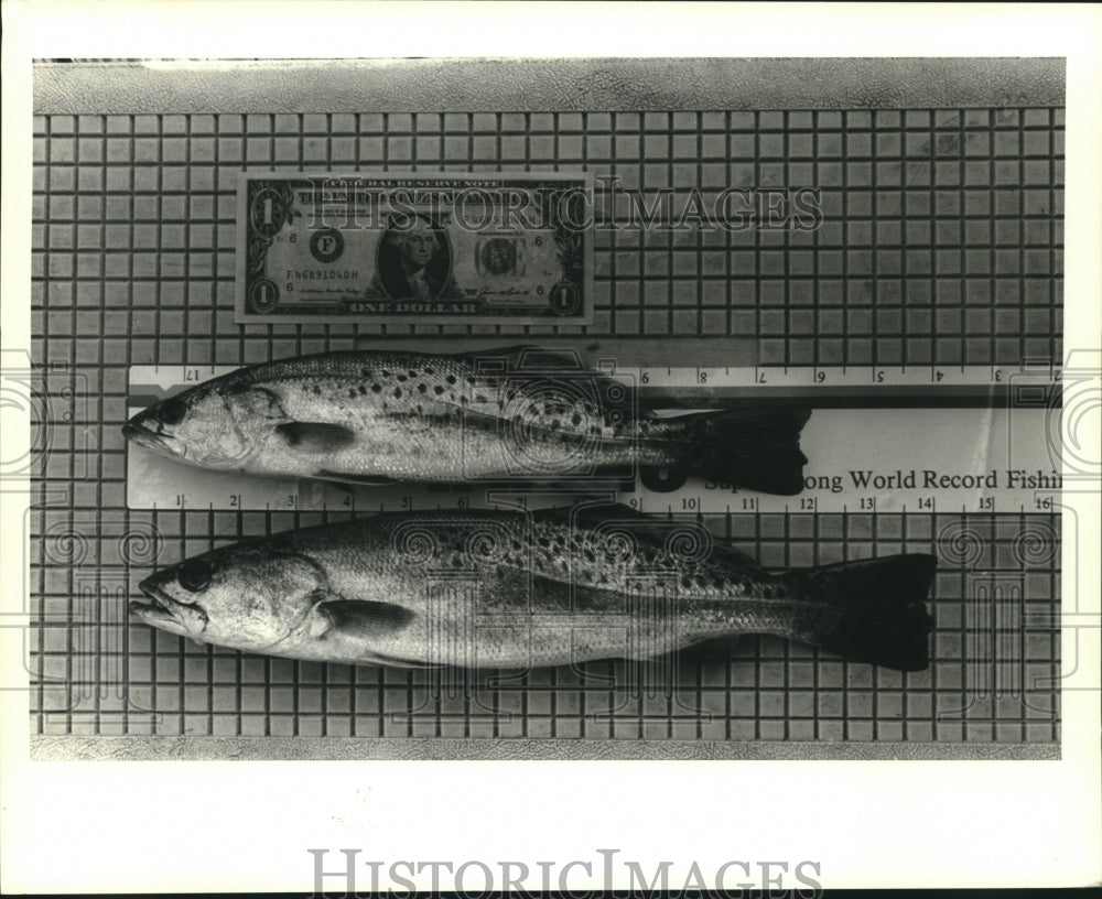 1987 Press Photo Length of two fish compared to dollar bill. - Historic Images