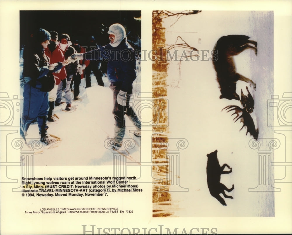 1994 Press Photo Minnesota Winters: (L) snowshoes a must and (R) wolves roam - Historic Images