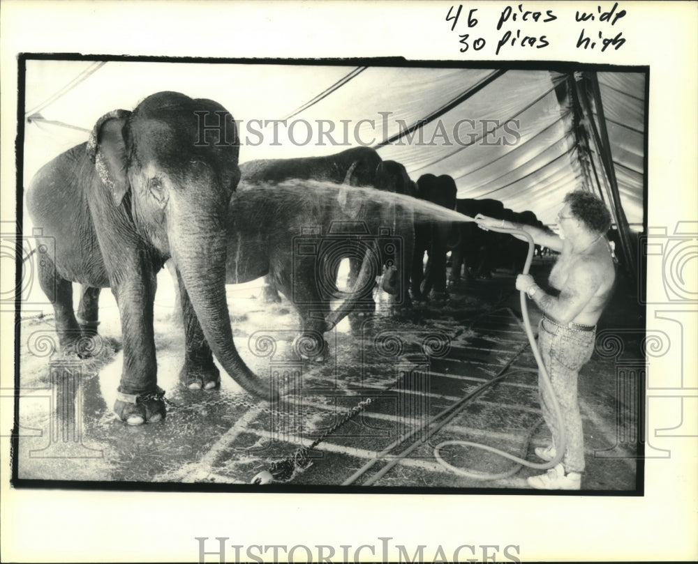 1990 Press Photo Circus staff washes down 22 elephants prior to a show - Historic Images