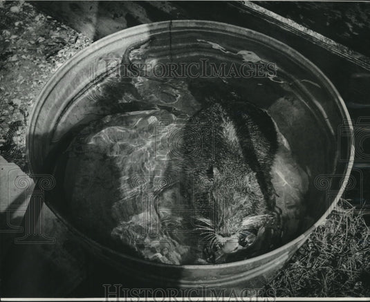 1974 Press Photo Duvaul's pet nutria named Chalee is tame and gentle - nob09545-Historic Images