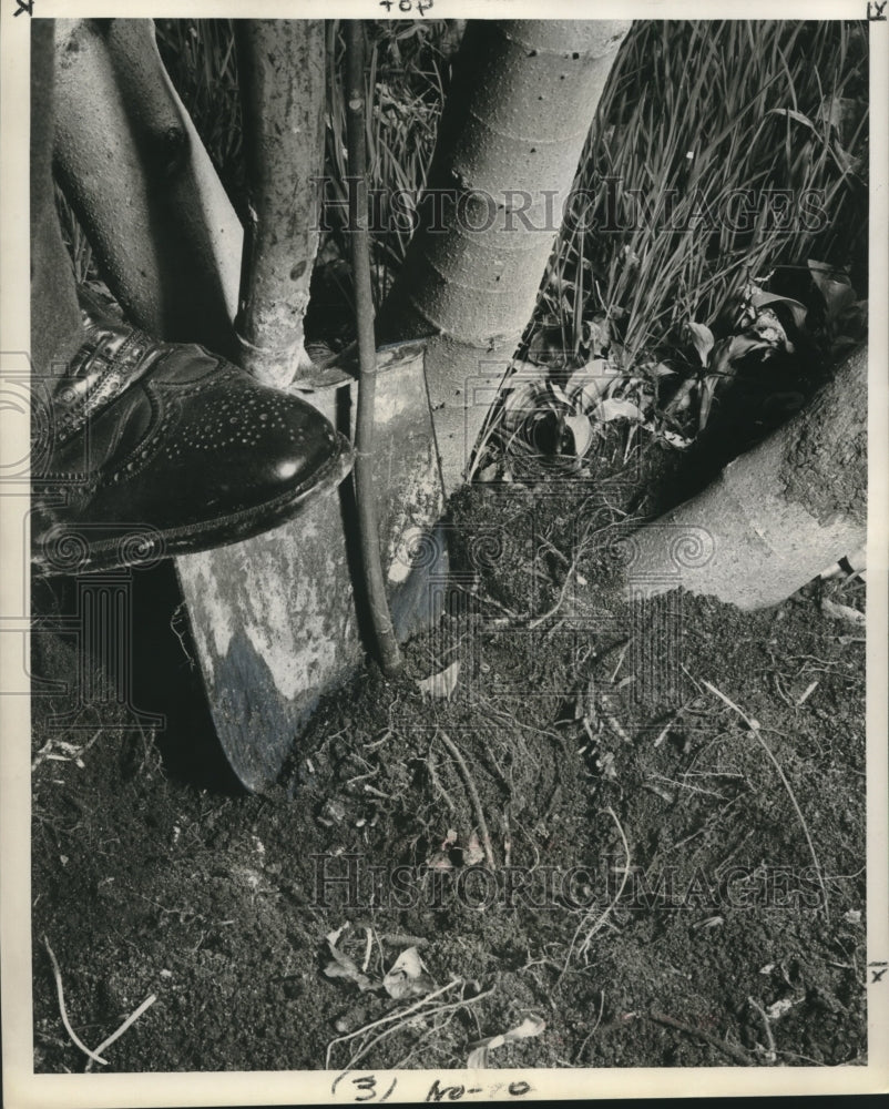1959 Digging sucker plants from mature trees. - Historic Images