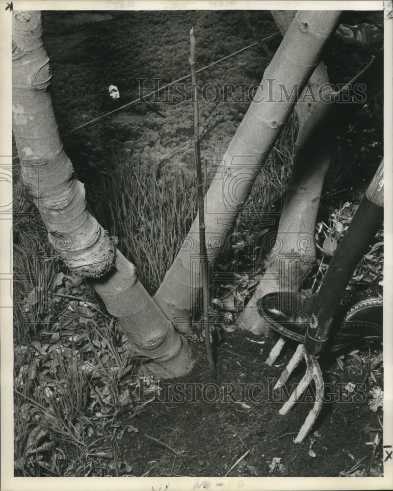 1959 Loosen dirt around sucker and parent fig tree with garden fork - Historic Images