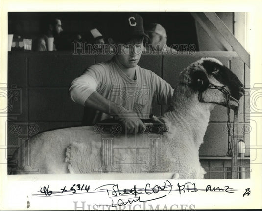 1989 Press Photo Jay Laird shears his lamb he will show at 4-H Livestock Show - Historic Images