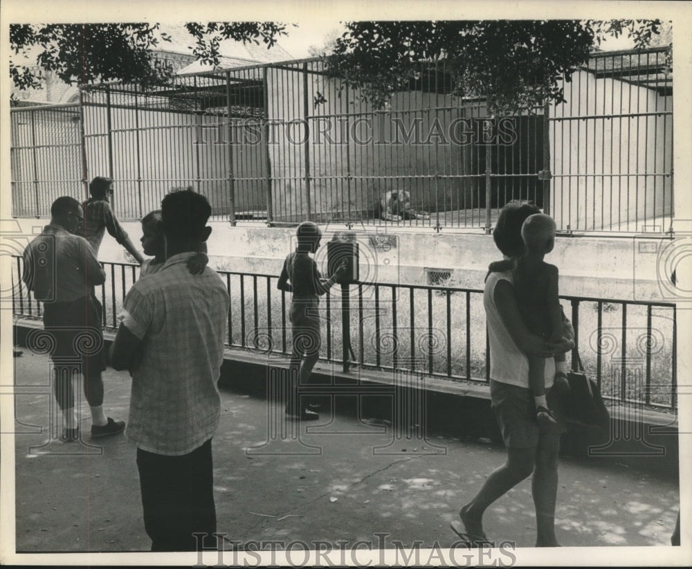 1963 Families enjoy New Orleans&#39; Audubon Park Zoo on 4th of July - Historic Images