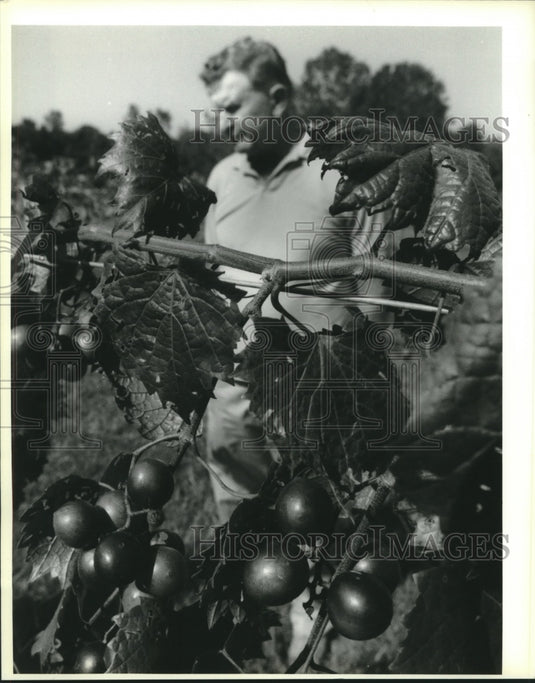 1993 Press Photo Owner Leroy Harvey at Feliciana Winery, Jackson, Louisiana - Historic Images
