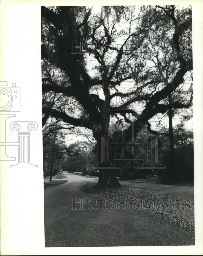 1992 Press Photo Frederick Oak Tree in the middle of Vermont Street in Covington - Historic Images