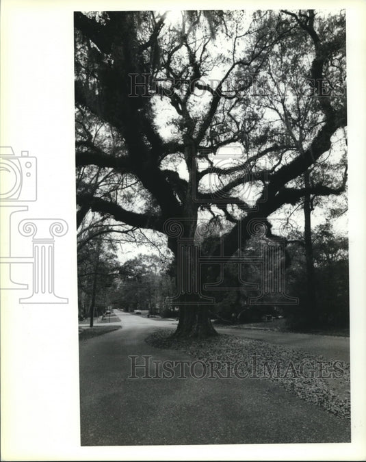 1992 Press Photo Frederick Oak Tree in the middle of Vermont Street in Covington - Historic Images