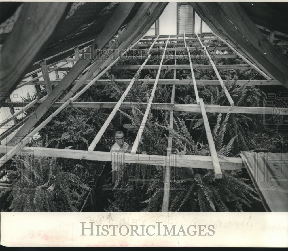 1975 Press Photo Elton Frazier in his greenhouse with hanging ferns. - nob12833 - Historic Images