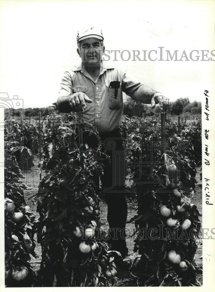 1992 Press Photo John Gallo, a farmer in Kenilworth stands in his tomato field. - Historic Images