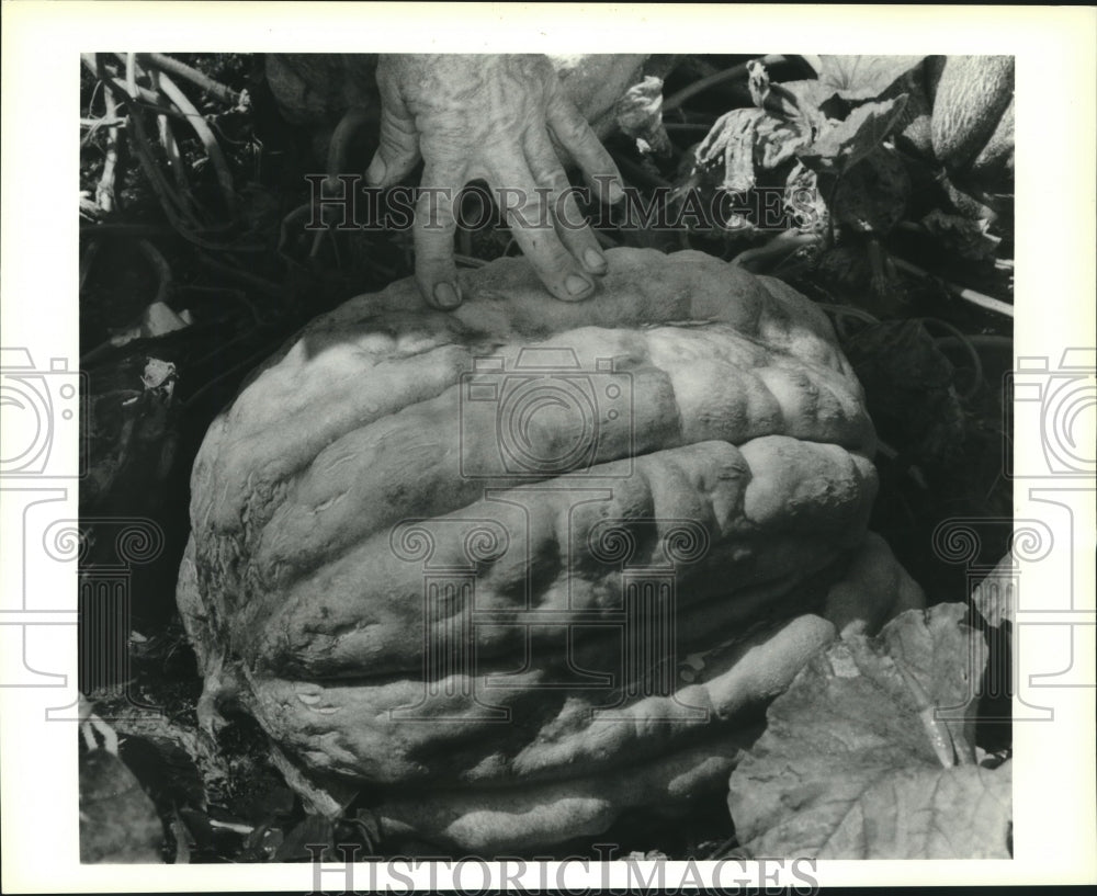 1990 Press Photo Cantaloupe that Victor Gallo has grown - Historic Images