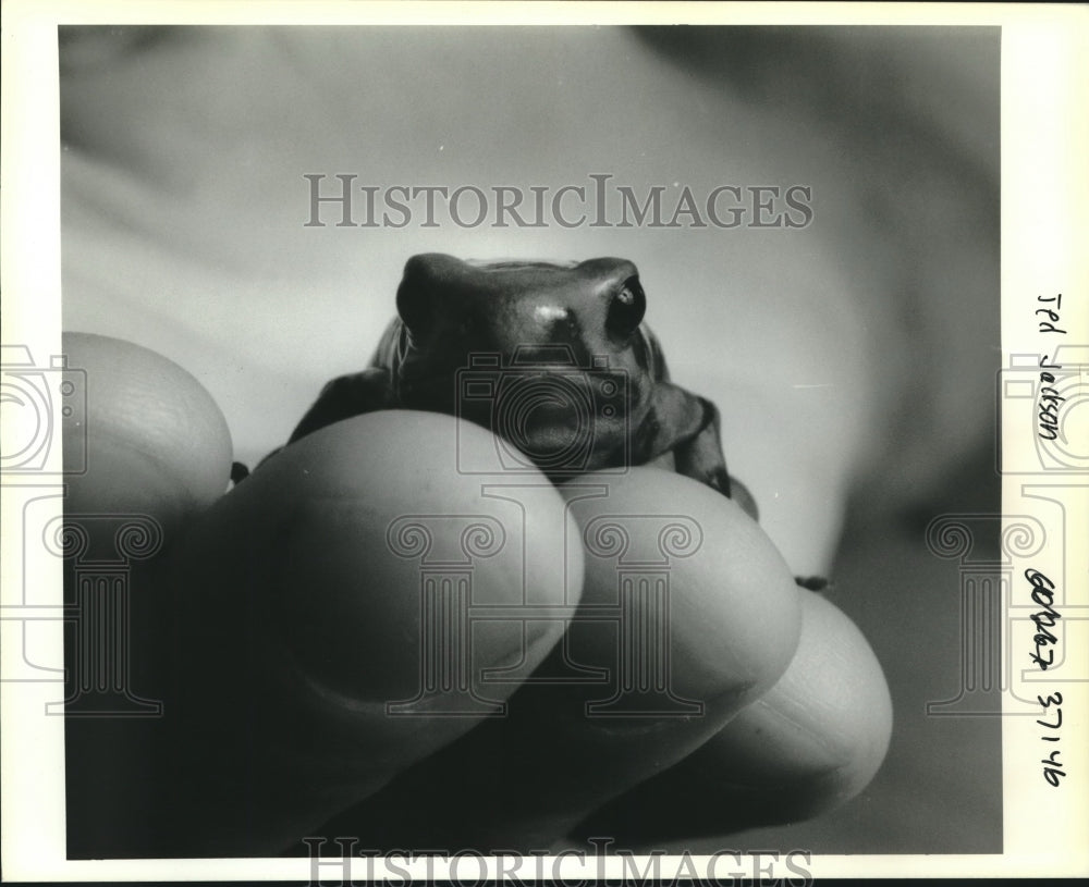 1991 Press Photo A small frog resting in the palm of a hand - Historic Images