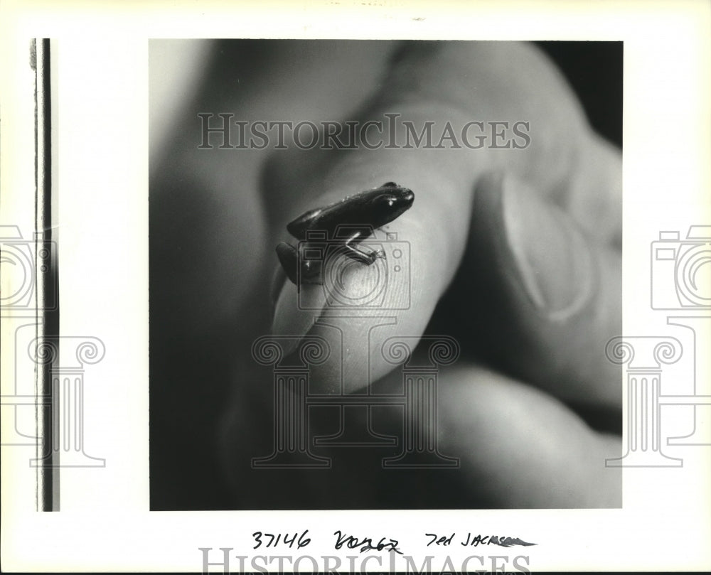 1991 Press Photo A small frog resting on his owner&#39;s finger - Historic Images