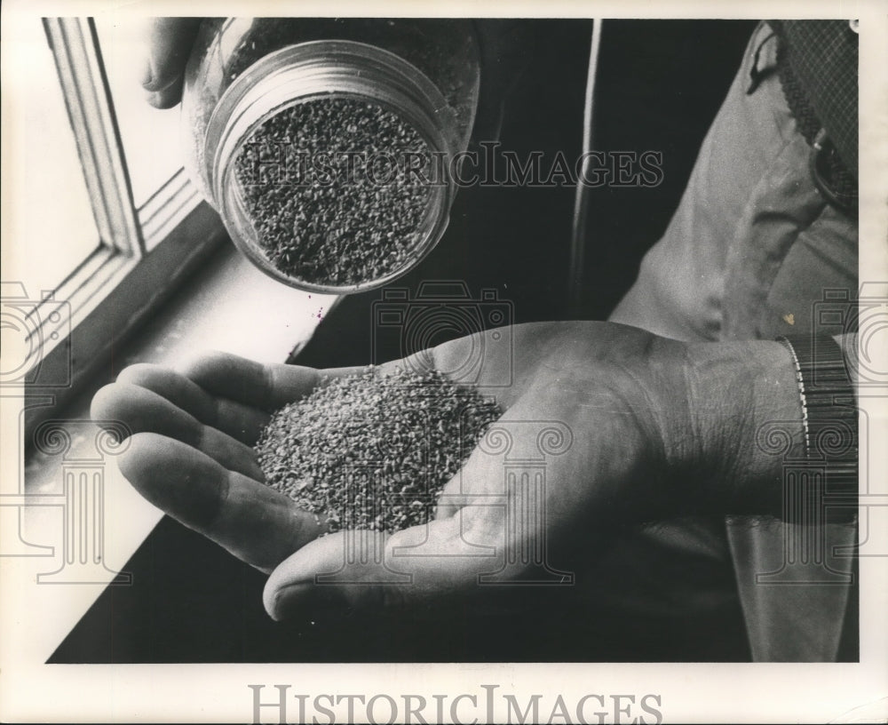 1963 Seeds saved from last harvest. - Historic Images