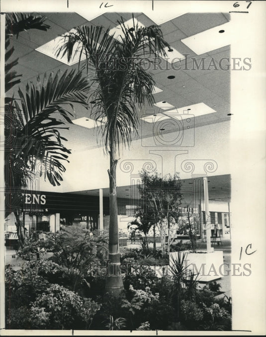 1966 Press Photo The Cocos Plumosa inside the Oakwood Shopping Center - Historic Images
