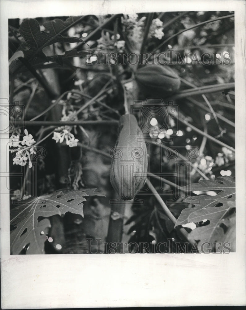 1968 Papaya tree at backyard of Mrs. Lillian Marcel, 3625 Dauphine - Historic Images