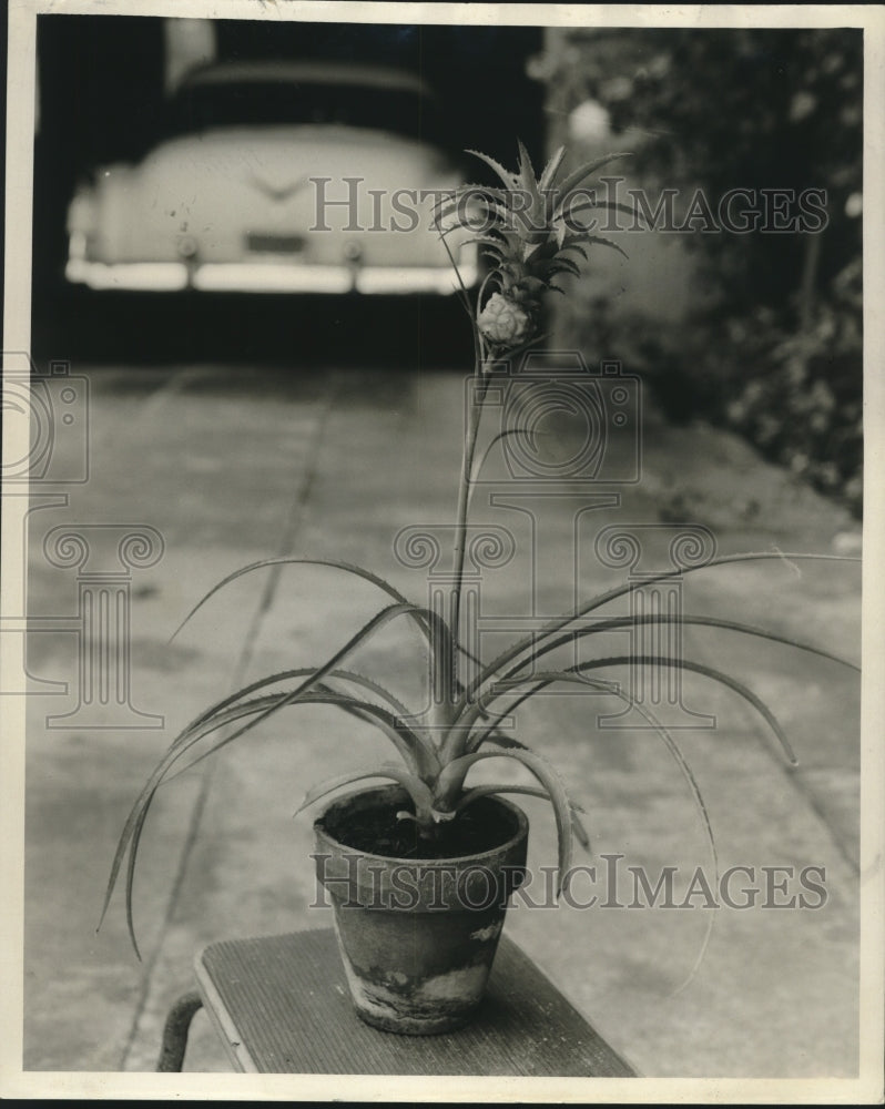Press Photo Mrs. R. L. Every, Jr. displays her pineapple plant - nob14957 - Historic Images