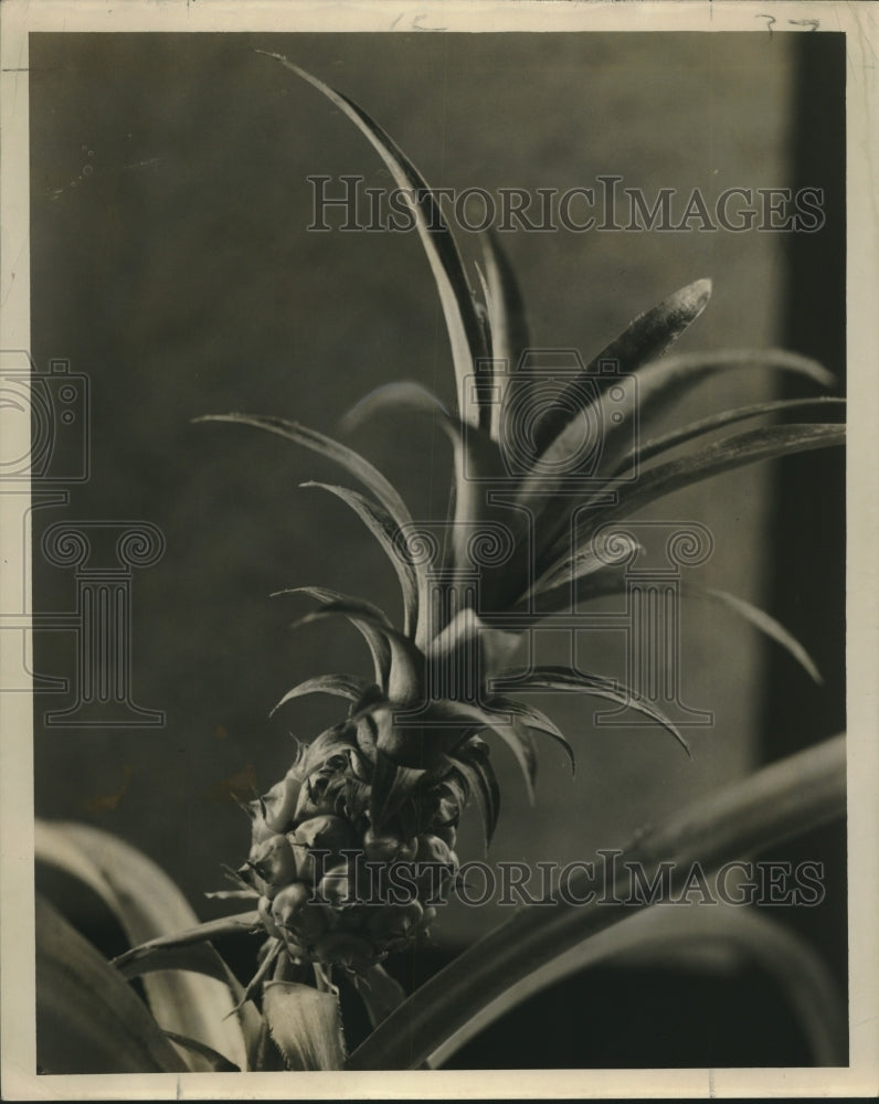 1957 Press Photo Mrs. Louis Sterbeon, 1608 Broadway, shows her pineapple plant - Historic Images