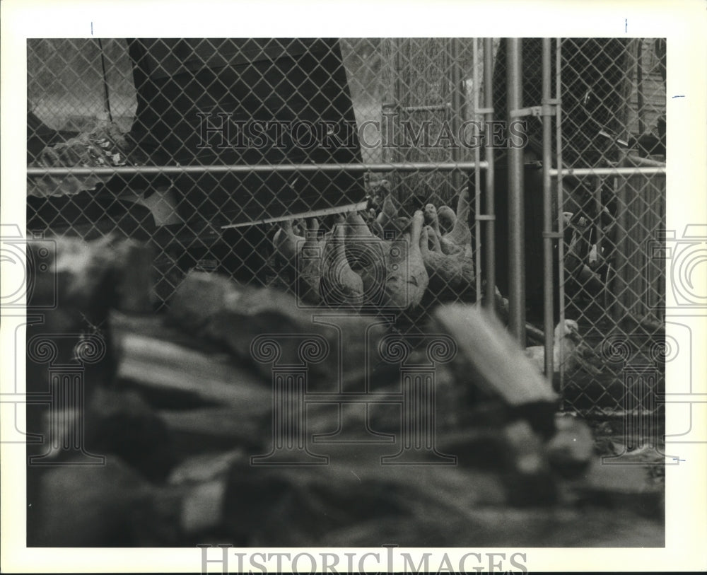 1995 Press Photo Duck and geese located in 300 block of Friscoville Ave., Arabi - Historic Images