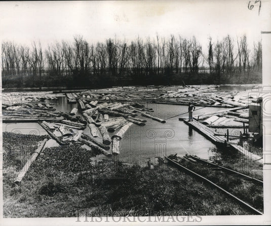 1956 Press Photo Mahogany logs at Freiberg Mahogany Co. stored for 40 years - Historic Images