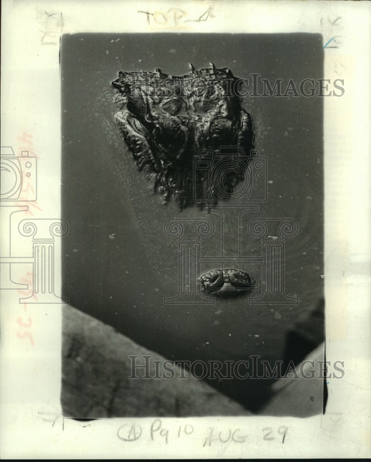 Press Photo "Old Mike" the alligator, neighbor to Claude Gautreaux - Historic Images