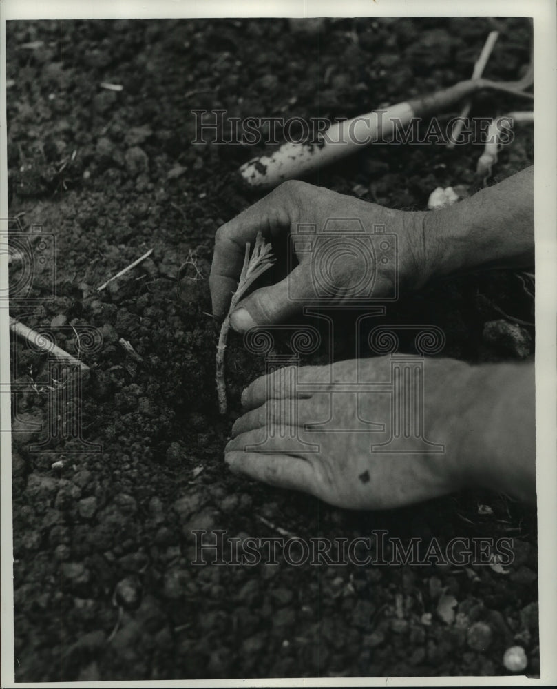 Press Photo A man planting a seedling in the garden - Historic Images