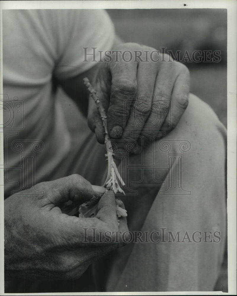 Press Photo Gardens - A man holds a seedling - nob16315 - Historic Images