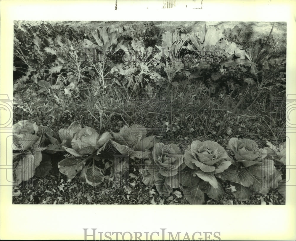 1993 Press Photo Cabbage and broccoli line a norco garden - Historic Images