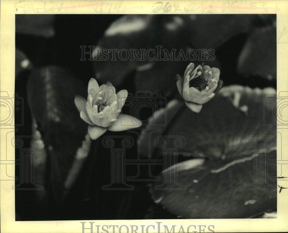 1992 Press Photo Flowers found in Marsh Garden of Mrs. Louisette Brown&#39;s home - Historic Images