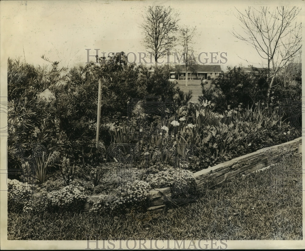 1961 Brick hedge adds to the attractiveness of spring garden. - Historic Images