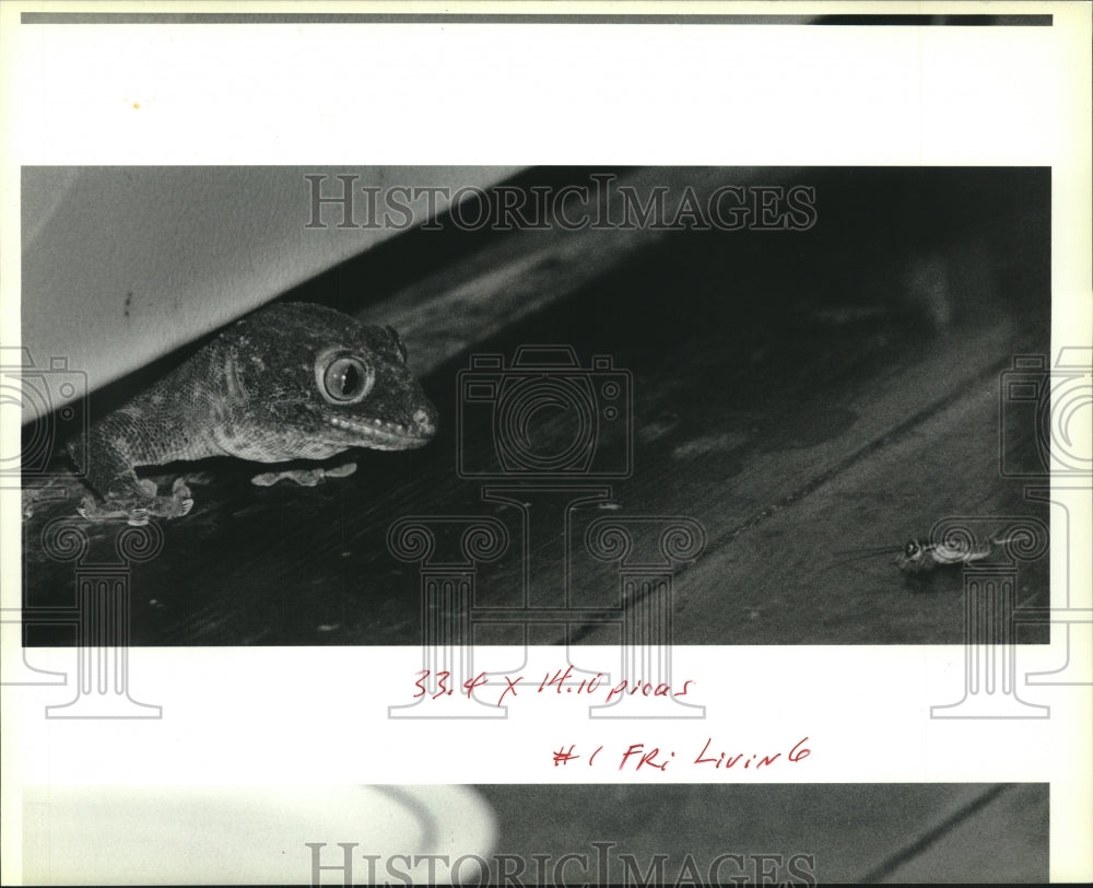 1990 Press Photo Roger the gecko zeros in on lunch, a doomed cricket - Historic Images
