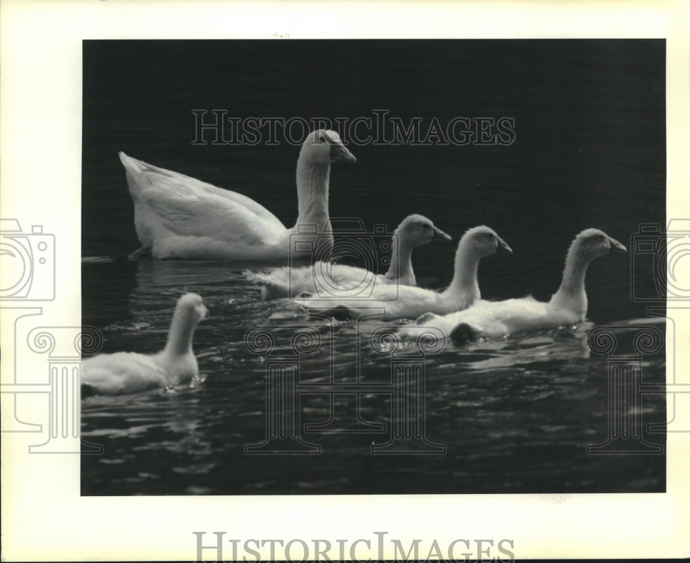 1990 Press Photo New Orleans-A gaggle of geese swim in a lagoon at city park - Historic Images